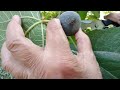 #figs #nature