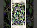 Ground Ivy (Glechoma Hederacea) | Creeping Charlie #shorts #foraging #medicine #plants