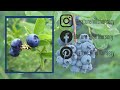Which Blueberry Should I Plant? | NatureHills.com