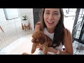 PICKING UP MY CAVAPOO PUPPY // First week with my TOY CAVOODLE puppy VLOG!