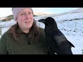 My Falconry Life | A Snow Day For Fable