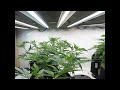 Time lapse growth with low stress training