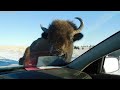 Overweight Women Tries Outrunning This Massive Bison!