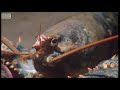 Lobsters Fighting to Breed | Blue Planet | BBC Earth