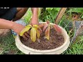 A great technique for grafting mango​ tree with onions using Coca Cola get 100% fast fruit
