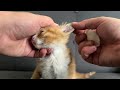 Two Tiny Orange Kittens Cry for Help on a Rainy Day