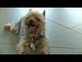 Funny yorkie