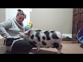Mini pig doing 24 tricks in a row!