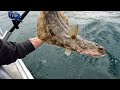Halibut Fishing in Homer Alaska, 2024