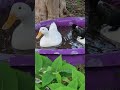 Quack Attack!!! Ducks EVERYWHERE! 😀