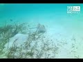 Snorkeling in Pass Island, Coron