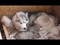 Unconditional Love: Husky Mom's Heartwarming Defense of Her Little Ones!!  #huskypuppy