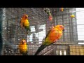 Sun Conure | Birds