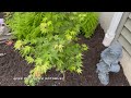 Spring Garden Stroll | Japanese Maples