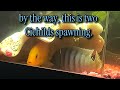 Cichlid Spawning