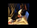 Boston Terrier Dog Howls While Squeaking Toy - CUUTE!