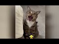 Cute and Funny Pet Moments Caught on Camera 🤣🤣 New Funny Catss 2024 🐱