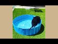 Try Not To Laugh Cats And Dogs Videos 😁 - Best Funniest Animals Video 2024