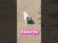 [癒し]もふもふ犬が海辺をぱちゃぱちゃするだけの動画