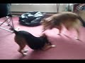 Doggie wrestling. No dogs were harmed....