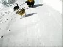 dog sledding