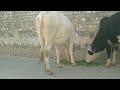 17 December Feeding Street Cows #gauseva #cowlovers #cows #cowfood #cowvideos #cow #desicow #गौमाता