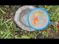 Great Catch Ornamental Frogs In Colorful Eggs After The Rain, Betta Fish, Kim Kim Fish, Koi