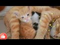 Funny CAT,DOG Videos2024 FUNNY Animals -Funniest Cats😹- Don't try to hold back Laughter 😺 part 61
