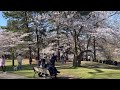 Cherry Blossom, High Park, Spring 2022, Toronto, Canada