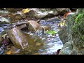 Babbling Mountain Stream. Clear Sounds Of Flowing Water For Relaxation.