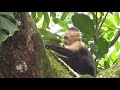 Capuchin monkeys have no time to waste