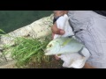 Omilu Papio fishing Hawaii