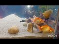 Aquarium setup || Simple aquarium setup || एक्वेरियम सेटअप🐠|| Fish Tank 🐋