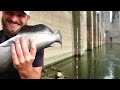 Dropping Fresh cut bait in the Honey Hole, Hydro dam fishing