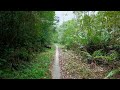 Calming Nature Sounds with Birds Singing - 4K Virtual Hike on a Sunny Day - Full