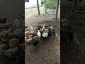Pollitos comiendo en el campo