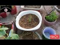Nag Champa plant reporting || kitchen garden official 027#gardening#new video#Champa reporting#plant
