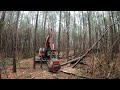 OWNER IN COMPLETE DISBELIEF AFTER MULCHING HUNDREDS OF STUMPS!