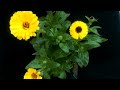 Calendula Flowers || Flower Blooming || Flower Opening || Flower Time Lapse
