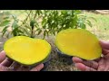 How to grafting mango trees using Coca-Cola to promote 100% fast fruiting