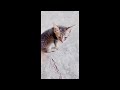 Lost Kitten Looking For Mama Cat 😿 #animalvideos #kitten #catvideos #cats #feedingstraycats