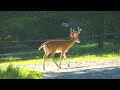 He didnt know he was so close to a camera.... Buck with velvet covered antlers