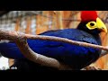 10 Most Beautiful Turacos In The World