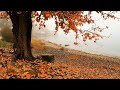 autumn leaves background and relaxing piano music Mindfulness Meditation | HBP Official