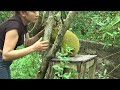 Harvesting Jackfruit in the Garden Suddenly Discovere a lot of Snake Attacking the Farm