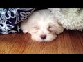 maltese puppy scared by sneeze