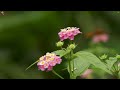 RELAXATION JOURNEY 4K - Music soothes the nerves, heals the soul, helps relax and reduce stress🌿🌷