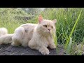 Removing A Huge Bot fly form A Cat's With Little Kittens Dog Nose Neck