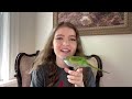 Introducing Rosie! My (not so) new Sierra Parakeet