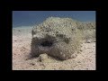 Worms and Sea Cucumbers - Reef Life of the Andaman - Part 23